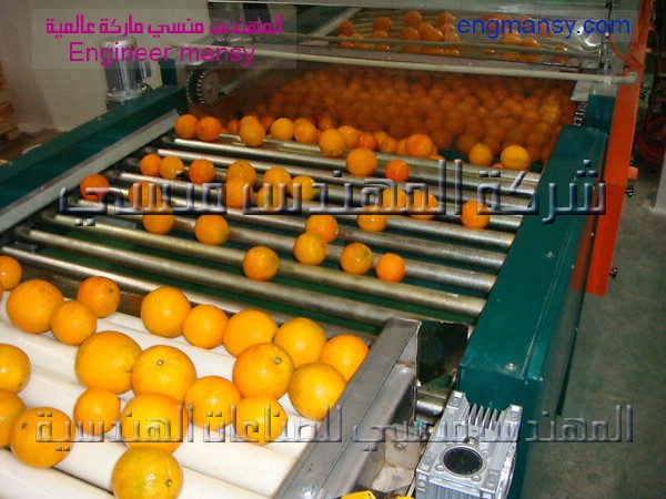 سير فرز البرتقال من شركة المهندس منسي